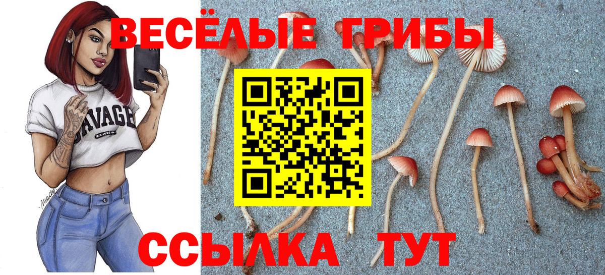 Псилоцибиновые грибы Psilocybe Камышин
